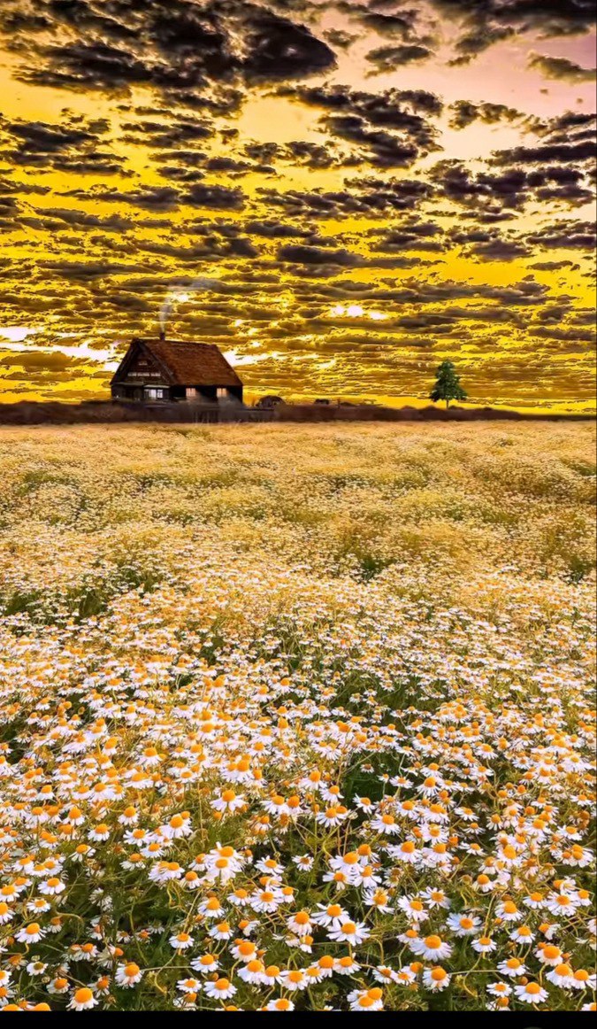 a house in a field of flowers